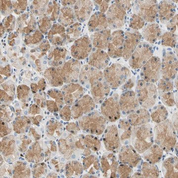 Anti-LAMB3 antibody produced in rabbit Prestige Antibodies&#174; Powered by Atlas Antibodies, affinity isolated antibody, buffered aqueous glycerol solution