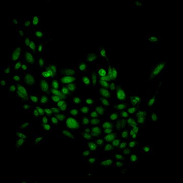 mEERL Mouse E6/E7/hRas Oropharynx Epithelial Luciferase Cell Line