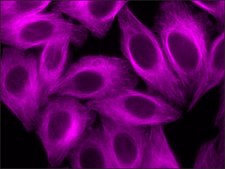 Anti-Goat IgG (H+L), highly cross-adsorbed, CF&#8482; 647 antibody produced in donkey ~2&#160;mg/mL, affinity isolated antibody