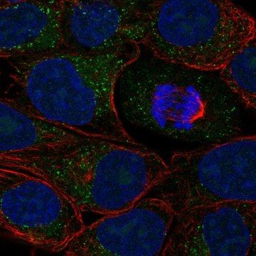 Anti-Acsl1 Antibody Produced In Rabbit Prestige Antibodies&#174; Powered by Atlas Antibodies, affinity isolated antibody, buffered aqueous glycerol solution