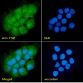 Anti-FTH1 antibody produced in goat affinity isolated antibody, buffered aqueous solution
