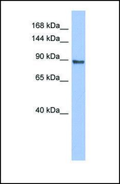 Anti-PML antibody produced in rabbit affinity isolated antibody