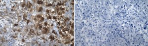 Anti-SREBP1 Antibody, clone 2D21 ZooMAb&#174; Rabbit Monoclonal recombinant, expressed in HEK 293 cells