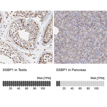 Anti-SSBP1 antibody produced in rabbit Prestige Antibodies&#174; Powered by Atlas Antibodies, affinity isolated antibody, buffered aqueous glycerol solution