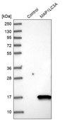Anti-MAP1LC3A antibody produced in rabbit Prestige Antibodies&#174; Powered by Atlas Antibodies, affinity isolated antibody, buffered aqueous glycerol solution