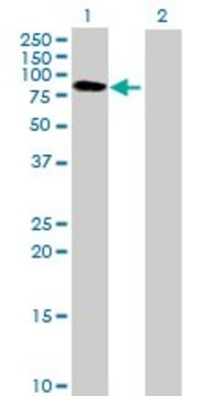 Anti-BTN3A3 antibody produced in mouse purified immunoglobulin, buffered aqueous solution