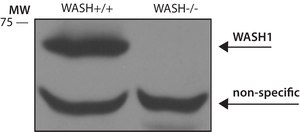 Anti-WASH1 antibody produced in rabbit ~1.0&#160;mg/mL, affinity isolated antibody