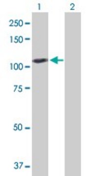 Anti-GAPDHS antibody produced in rabbit purified immunoglobulin, buffered aqueous solution