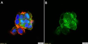 Anti-DCLK1-L Antibody, clone 1D16 ZooMAb&#174; Rabbit Monoclonal recombinant, expressed in HEK 293 cells