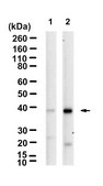 Anti-phospho-p38 (T180/Y182) Antibody, clone 2B7 ZooMAb&#174; Rabbit Monoclonal recombinant, expressed in HEK 293 cells