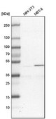 Anti-GPN1 antibody produced in rabbit Prestige Antibodies&#174; Powered by Atlas Antibodies, affinity isolated antibody, buffered aqueous glycerol solution