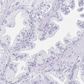 Anti-SNTN antibody produced in rabbit Prestige Antibodies&#174; Powered by Atlas Antibodies, affinity isolated antibody, buffered aqueous glycerol solution