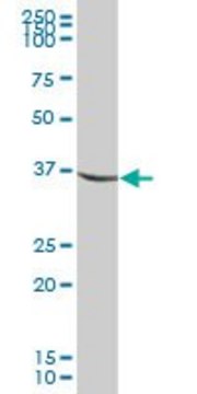 Anti-IDH3G antibody produced in mouse purified immunoglobulin, buffered aqueous solution