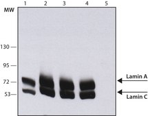 Monoclonal Anti-Lamin A/C antibody produced in mouse clone 4C11, purified from hybridoma cell culture