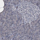Anti-MURC antibody produced in rabbit Prestige Antibodies&#174; Powered by Atlas Antibodies, affinity isolated antibody, buffered aqueous glycerol solution, Ab2