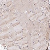 Anti-POLD3 antibody produced in rabbit Prestige Antibodies&#174; Powered by Atlas Antibodies, affinity isolated antibody, buffered aqueous glycerol solution