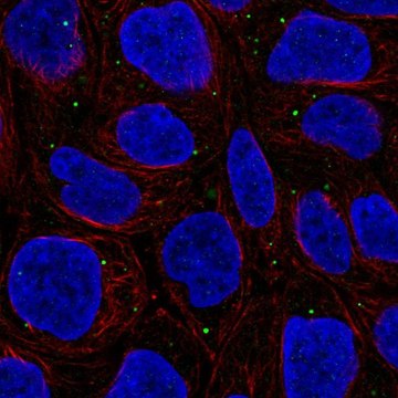 Anti-WDR72 antibody produced in rabbit Prestige Antibodies&#174; Powered by Atlas Antibodies, affinity isolated antibody