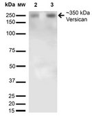 Monoclonal Anti-Gfap - Atto 390 antibody produced in mouse clone S206A-8, purified immunoglobulin