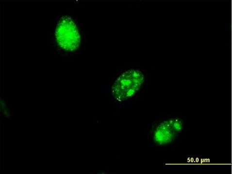 Monoclonal Anti-RBAF600 antibody produced in mouse clone 2D12, purified immunoglobulin, buffered aqueous solution