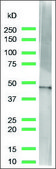 Anti-beta-Actin antibody, Rabbit monoclonal clone SP124, recombinant, expressed in proprietary host, affinity isolated antibody