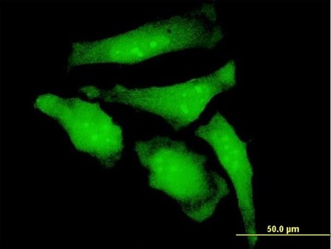 Monoclonal Anti-C20orf18 antibody produced in mouse clone 3C3, purified immunoglobulin, buffered aqueous solution