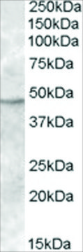 Anti-TMPRSS4 antibody produced in goat affinity isolated antibody, buffered aqueous solution