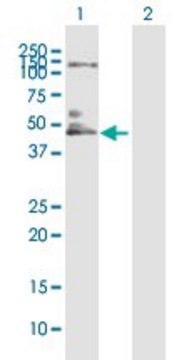 Anti-IL10RB antibody produced in mouse purified immunoglobulin, buffered aqueous solution