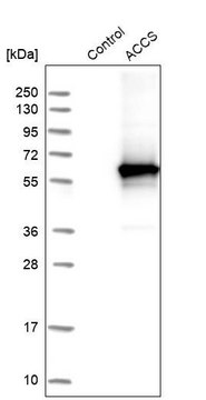 Anti-ACCS antibody produced in rabbit Prestige Antibodies&#174; Powered by Atlas Antibodies, affinity isolated antibody, buffered aqueous glycerol solution, Ab2