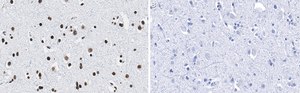 Anti-Histone H2B Antibody, clone 4O11 ZooMAb&#174; Rabbit Monoclonal recombinant, expressed in HEK 293 cells