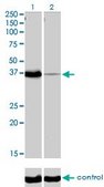 Monoclonal Anti-POU6F1 antibody produced in mouse clone 6H1, purified immunoglobulin, buffered aqueous solution