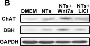 Anti-Dopamine &#946; Hydroxylase Antibody serum, Chemicon&#174;