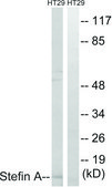 Anti-Stefin A antibody produced in rabbit affinity isolated antibody