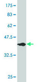Monoclonal Anti-HSPE1 antibody produced in mouse clone 4C11-B11, purified immunoglobulin, buffered aqueous solution