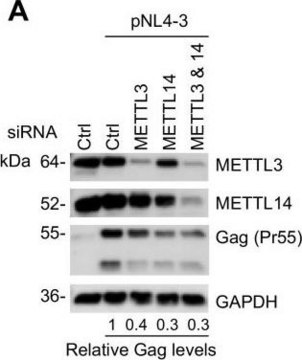 Anti-METTL14 antibody produced in rabbit Prestige Antibodies&#174; Powered by Atlas Antibodies, affinity isolated antibody, buffered aqueous glycerol solution