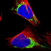 Anti-MRPL12 antibody produced in rabbit Prestige Antibodies&#174; Powered by Atlas Antibodies, affinity isolated antibody, buffered aqueous glycerol solution, Ab2