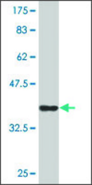 Monoclonal Anti-CD164 antibody produced in mouse clone 4B4, purified immunoglobulin, buffered aqueous solution