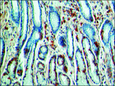 Anti-IAPP (N-terminal) antibody produced in rabbit ~1.0&#160;mg/mL, affinity isolated antibody
