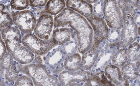 Anti-CD133 (Prominin-1) Antibody, clone 2F8, ZooMAb&#174; Rabbit Monoclonal recombinant, expressed in HEK 293 cells