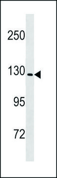 ANTI-MOUSE NLRP6 (CENTER) antibody produced in rabbit IgG fraction of antiserum, buffered aqueous solution