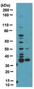 Anti-dimethyl-Arginine Antibody, asymmetric (ASYM25) serum, from rabbit