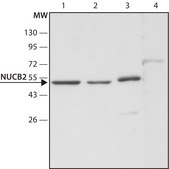 Anti-NUCB2 (C-terminal) antibody produced in rabbit ~1.5&#160;mg/mL, affinity isolated antibody, buffered aqueous solution