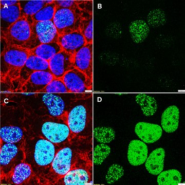 Anti-p-Histone H2A(Ser129) Antibody, clone 2M22 ZooMAb&#174; Rabbit Monoclonal recombinant, expressed in HEK 293 cells