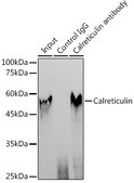 Anti-Calreticulin Antibody, clone 7T5B2, Rabbit Monoclonal