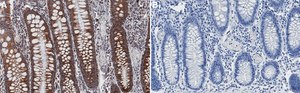 Anti-TOMM20 Antibody, clone 2F8.1 ZooMAb&#174; Mouse Monoclonal recombinant, expressed in HEK 293 cells