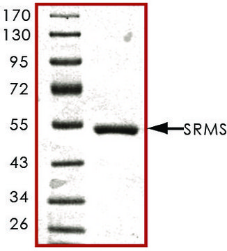 SRMS, active, GST tagged human PRECISIO&#174;, recombinant, expressed in baculovirus infected Sf9 cells, &#8805;70% (SDS-PAGE), buffered aqueous glycerol solution