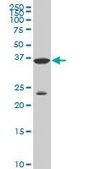 Monoclonal Anti-DLX3 antibody produced in mouse clone 3B8, purified immunoglobulin, buffered aqueous solution