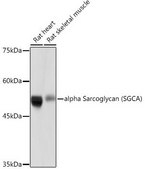 Anti-alpha Sarcoglycan (SGCA) antibody produced in rabbit