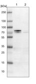 Anti-GGT7 antibody produced in rabbit Prestige Antibodies&#174; Powered by Atlas Antibodies, affinity isolated antibody, buffered aqueous glycerol solution
