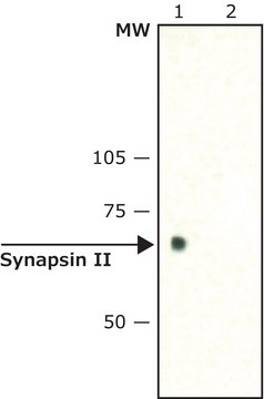 Anti-Synapsin II (C-terminal) antibody produced in rabbit ~1.5&#160;mg/mL, affinity isolated antibody, buffered aqueous solution