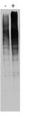 Anticorps anti-ubiquitine (pan), UbiSite&#8482;, clone&nbsp;2G7B8 clone 2G7B8, from mouse